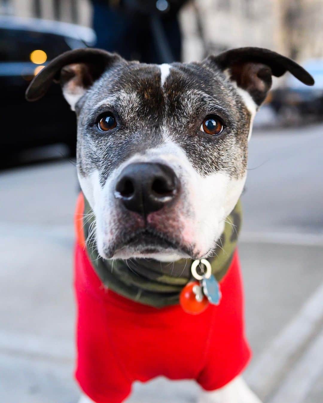 The Dogistさんのインスタグラム写真 - (The DogistInstagram)「Gus, Pit Bull/Boxer mix (10 y/o), 10th & University Pl., New York, NY • “He’s a little shy.”」1月25日 11時53分 - thedogist