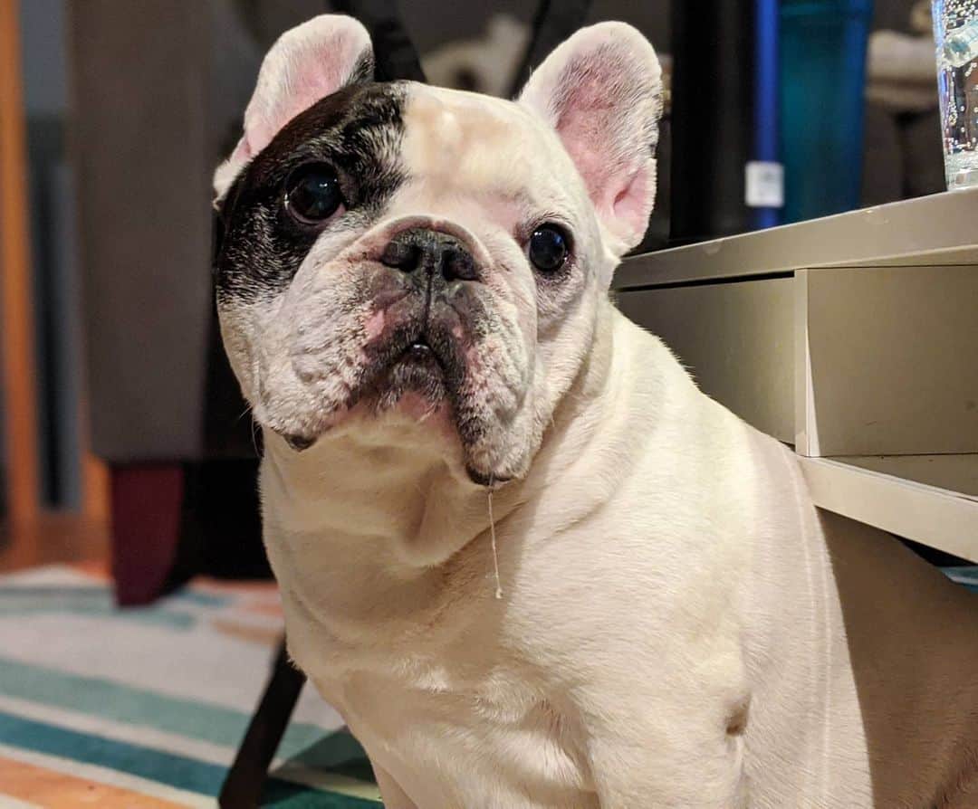 Manny The Frenchieのインスタグラム：「Scooz me, you gonna share that?! Don't you know drool means I want it! 🤤」