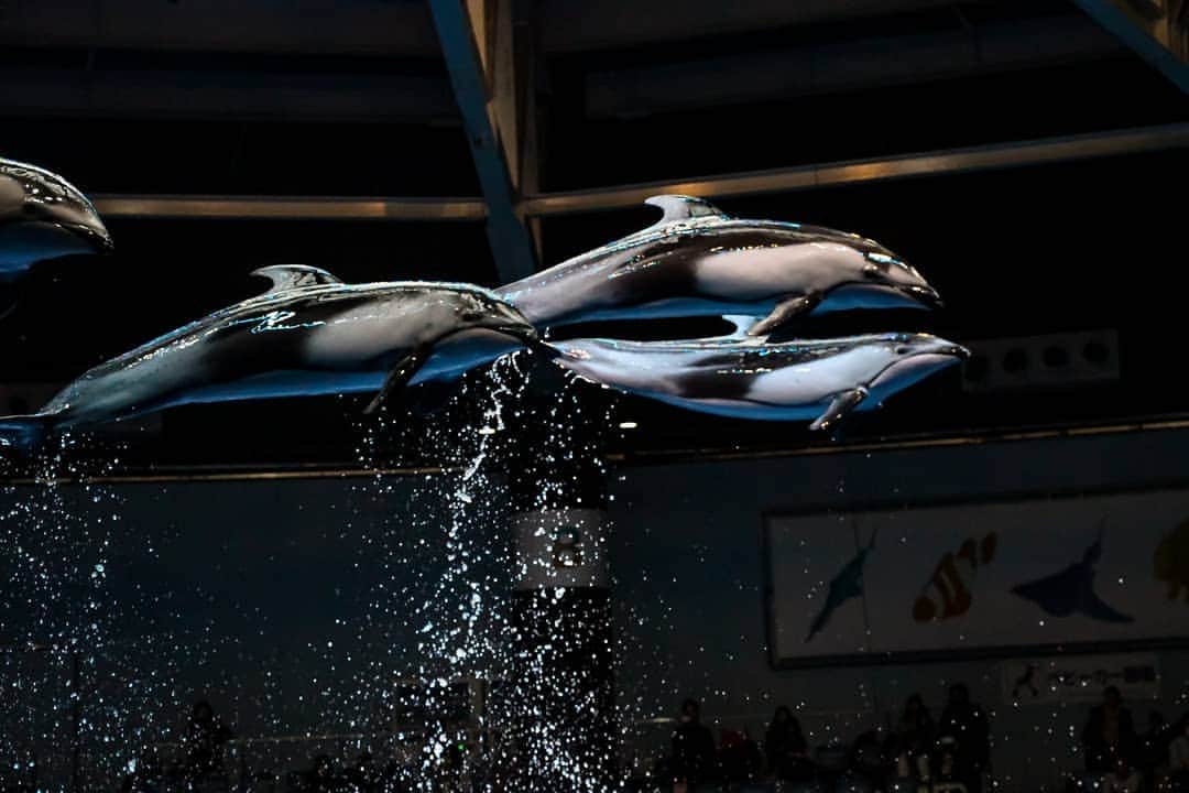 斧口智彦のインスタグラム：「空飛ぶイルカ。  #写真好きな人と繋がりたい  #イルカ #水族館 #Aquarium #イルカショー #望遠レンズ」