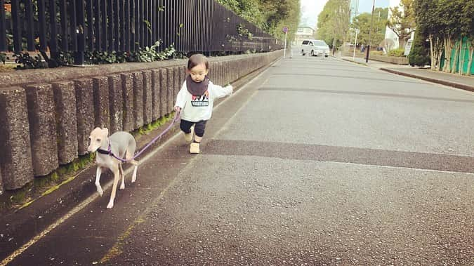 菅井悦子さんのインスタグラム写真 - (菅井悦子Instagram)「ボクのはじめてのお散歩記念日☺️ エレンのリードを持って初めて歩いた日。 とっても楽しそうでした。（エレンは困惑してる…😅） ワンワンを繋いでいるヒモはね、ワンワンの命を守るものなんだよ。 だから、しっかり握ってね。絶対に離しちゃいけないよ。 と、言い聞かせていますが、まだまだあちこちに興味がわくお年頃。 車が通らない場所、 私の目が行き届く場所のみでの練習になりそうです。  ほんの数分間のお散歩体験🐶エレン、ありがとう🥰🙏 #イタグレ #italiangreyhound  #和久井家四兄弟」1月25日 13時08分 - etsuko313