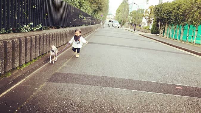 菅井悦子さんのインスタグラム写真 - (菅井悦子Instagram)「ボクのはじめてのお散歩記念日☺️ エレンのリードを持って初めて歩いた日。 とっても楽しそうでした。（エレンは困惑してる…😅） ワンワンを繋いでいるヒモはね、ワンワンの命を守るものなんだよ。 だから、しっかり握ってね。絶対に離しちゃいけないよ。 と、言い聞かせていますが、まだまだあちこちに興味がわくお年頃。 車が通らない場所、 私の目が行き届く場所のみでの練習になりそうです。  ほんの数分間のお散歩体験🐶エレン、ありがとう🥰🙏 #イタグレ #italiangreyhound  #和久井家四兄弟」1月25日 13時08分 - etsuko313