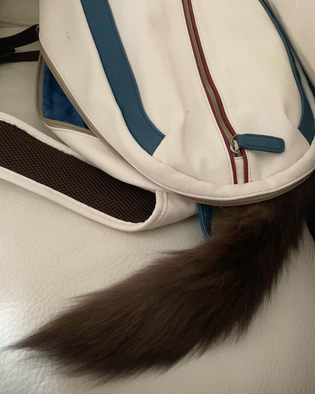 櫻井トオルさんのインスタグラム写真 - (櫻井トオルInstagram)「最近のお猫様のお気に入りはリュックです。 頭隠して尻尾隠さず。」1月25日 13時37分 - sakusaku0814