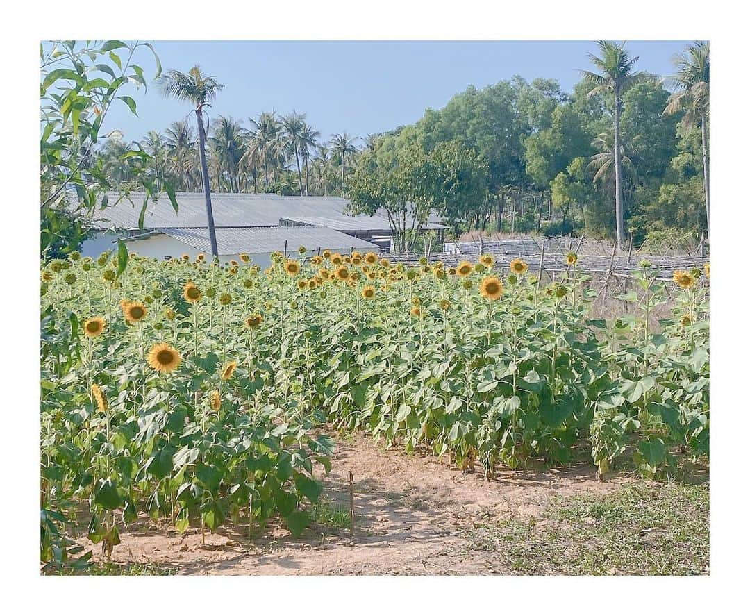 ジヒョン さんのインスタグラム写真 - (ジヒョン Instagram)「I like #sunflower #해바라기 #🌻 #❤️」1月25日 14時01分 - jihyunilovee