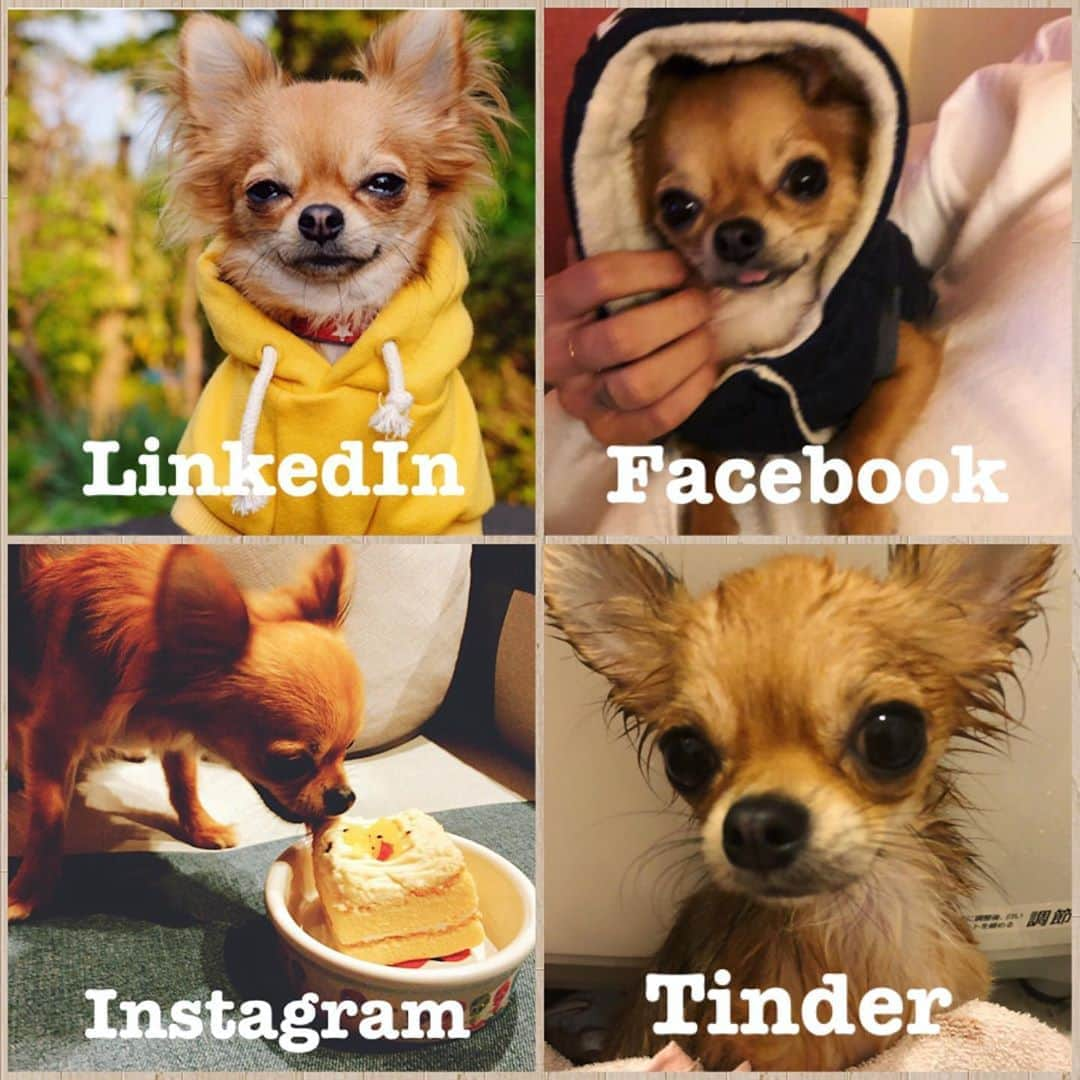 水谷望愛さんのインスタグラム写真 - (水谷望愛Instagram)「🐶 ❤️ ❤️ ❤️ #charles#chihuahua#chihuahualove#dogstagram#dogs_of_instagram #linkedin#facebook#instagram#tinder @chihuahuastagrams」1月25日 14時11分 - noa0209_x_x_