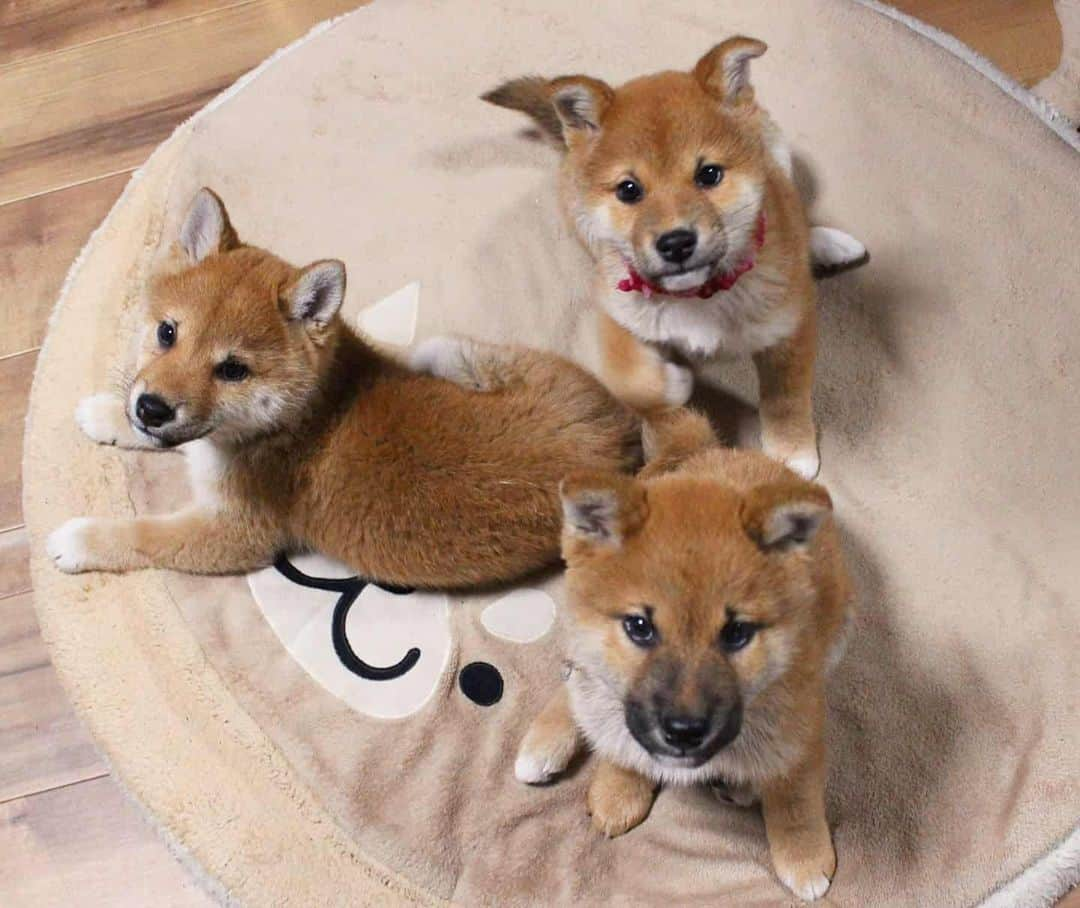 柴犬たま Shibainu Tamaのインスタグラム