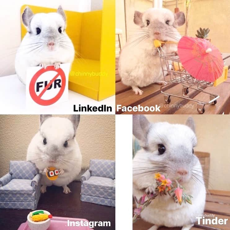 Mr. Bagelのインスタグラム：「A chinchilla that can do it all! #MrBagel #chinchilla #DollyPartonChallenge」