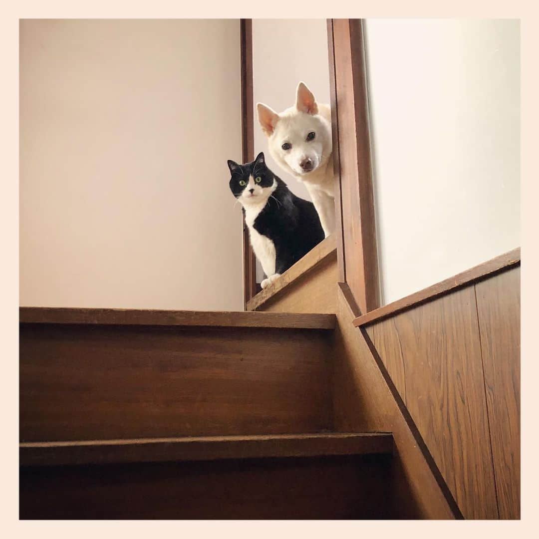 パンといっぴきさんのインスタグラム写真 - (パンといっぴきInstagram)「#stairsgram #catanddog #blackandwhitecat #tuxedocat #crossbreed #mixdog #犬と猫 #雑種犬 #元保護犬 #白黒猫 #ハチワレ #元保護猫」1月25日 14時40分 - kwhr725