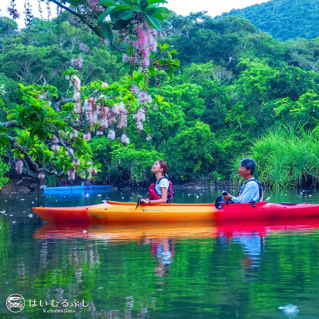 HAIMURUBUSHI はいむるぶしさんのインスタグラム写真 - (HAIMURUBUSHI はいむるぶしInstagram)「朝の川百選のひとつ「後良川=しーらがわ」。6月中旬から7月中旬にはサガリバナが咲き誇る季節。夜明け前にカヤックでサガリバナを見に行く神秘的なツアーです。#沖縄 #八重山諸島 #西表島 #後良川 #サガリバナ #リバーカヤック #小浜島 #リゾート #ホテル #はいむるぶし #japan #okinawa #yaeyamaislands #iriomote #riverkayaking #kohamajima #beachresort #haimurubushi」1月26日 0時07分 - haimurubushi_resorts