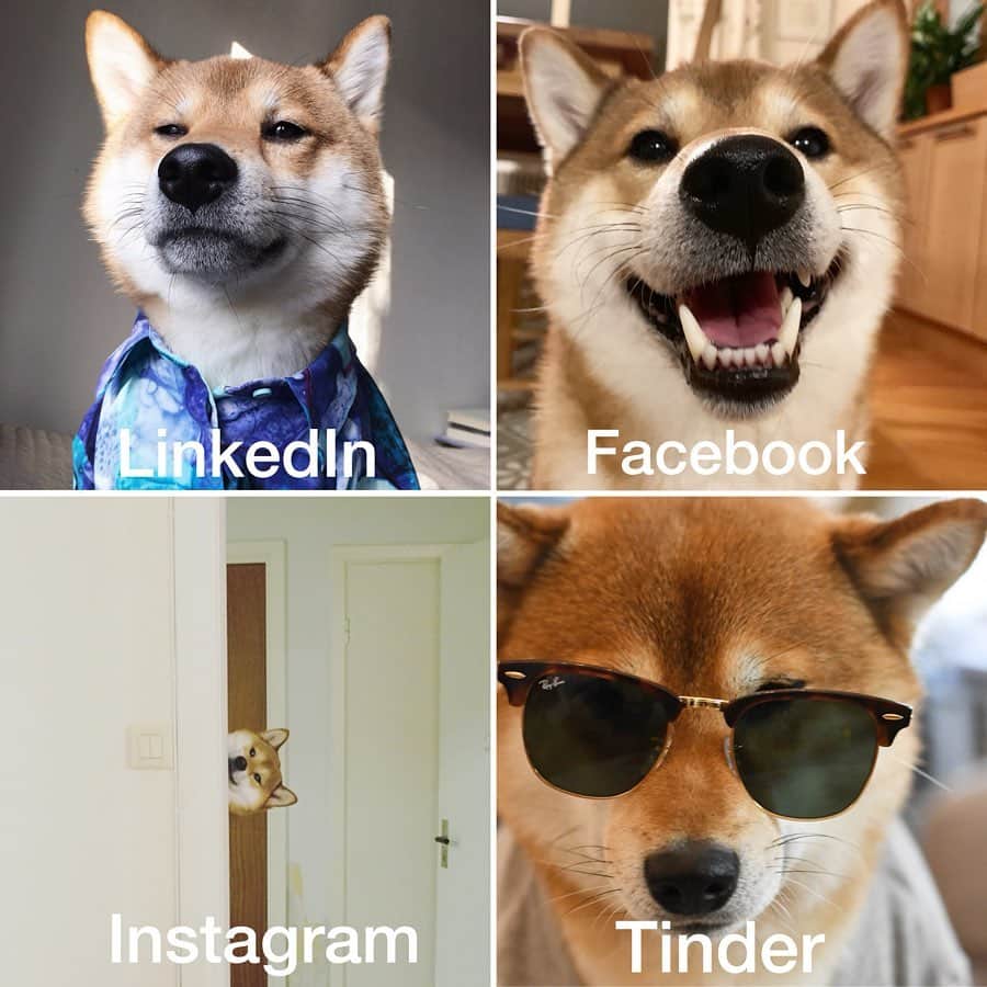 ?Fricko the Shiba Inu?のインスタグラム：「😎get you a shibee that can do it all 😎 🐾 🐾 #FrickoandKeaton #🐶 #☀️ #shiba #shibainu #dog #柴犬 #赤柴 #黒柴  #adorable #shibalovers #shibaholics  #dogoftheday  #weeklyfluff #aww #dogstagram  #dogscorner #puppiesofinstagram #shibapuppy」