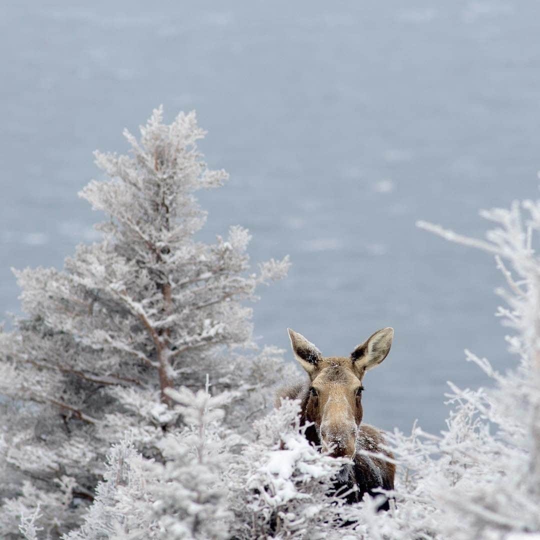Explore Canadaさんのインスタグラム写真 - (Explore CanadaInstagram)「Peekaboo! Meet one of the friendly locals on Cape Breton Island, Nova Scotia. It’s estimated that there are roughly two moose per square kilometre on the island so the odds of you spotting one on a trip there are really good - keep your eyes peeled! If you do spot a moose, please give them lots of space to roam and never try to feed them (or any wild animals). #ExploreCanada ⁠ ⁠ 📷: @tynskiphoto ⁠ 📍: @visitcapebretonisland @visitnovascotia⁠ ⁠ #VisitCapeBretonIsland #VisitNovaScotia」1月26日 1時01分 - explorecanada