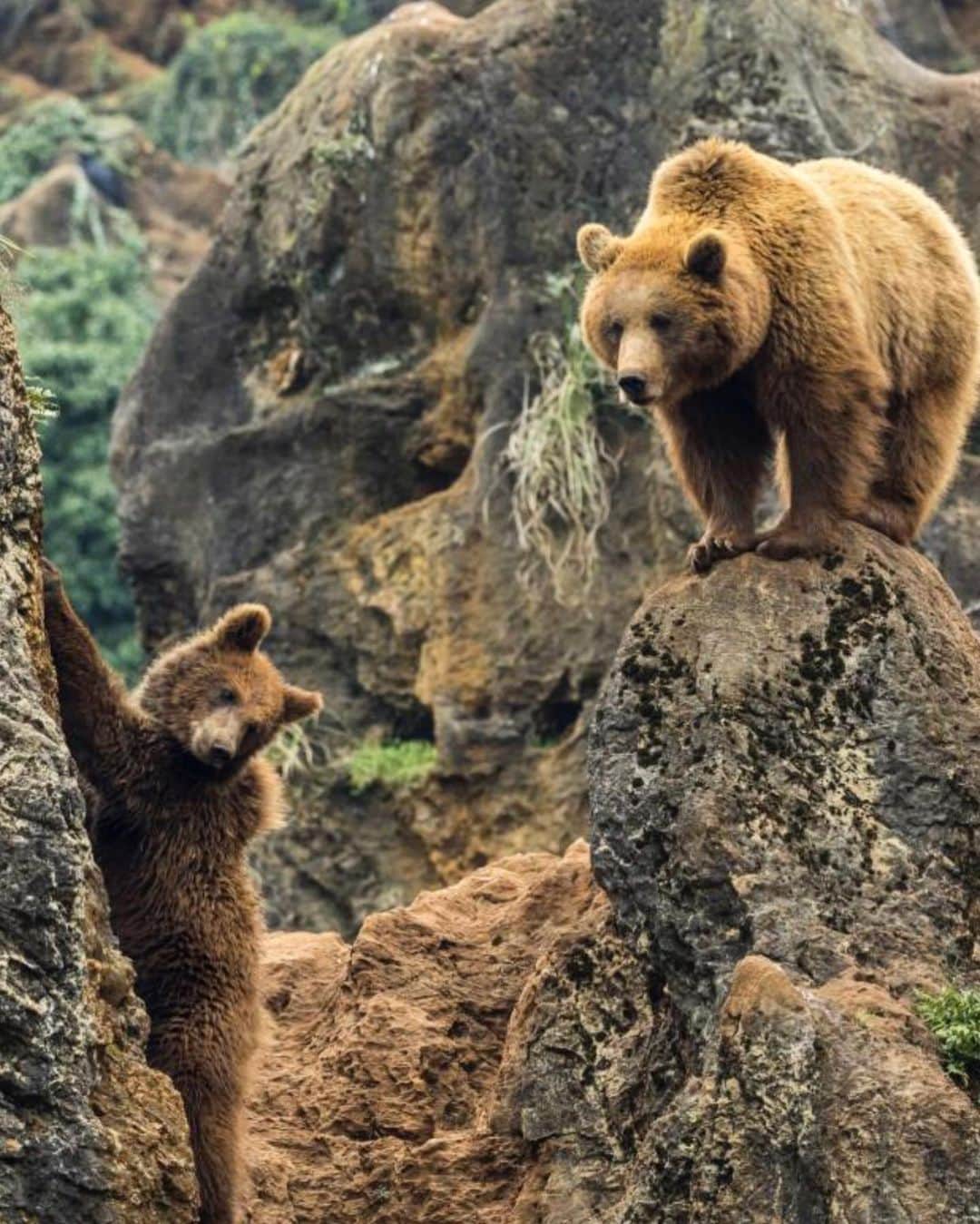 Discoveryさんのインスタグラム写真 - (DiscoveryInstagram)「The simple bear necessities. 🐻 . . #ManVsBear is all-new tonight at 8pm on Discovery and Discovery GO. . . . . #adventure #travel #nature #photography #photooftheday #naturephotography #instagood #wildlifeIG #explore #naturelovers #bear #bears #climbing #weekend #forest」1月26日 1時15分 - discovery