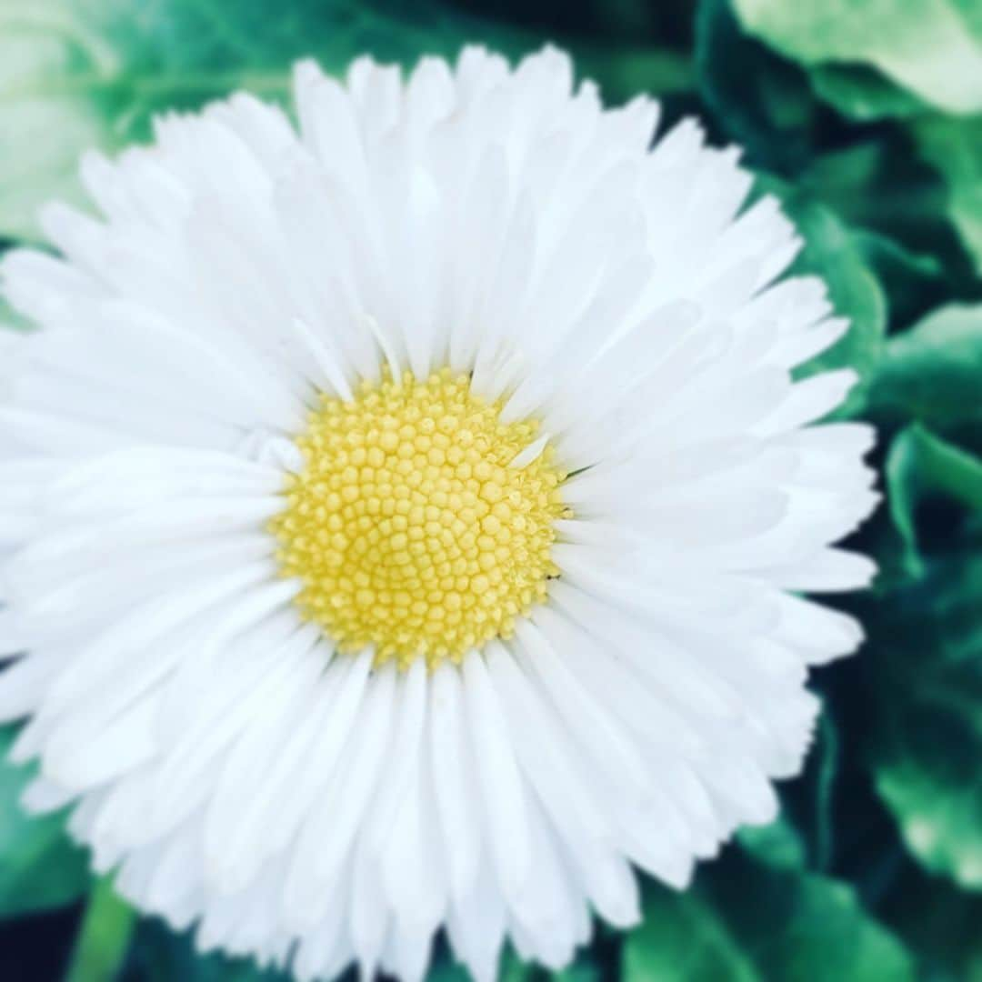 中野敬久さんのインスタグラム写真 - (中野敬久Instagram)「#flower #flowersoflife #white #yellow #sunday #sunnysideup」1月26日 1時21分 - hirohisanakano