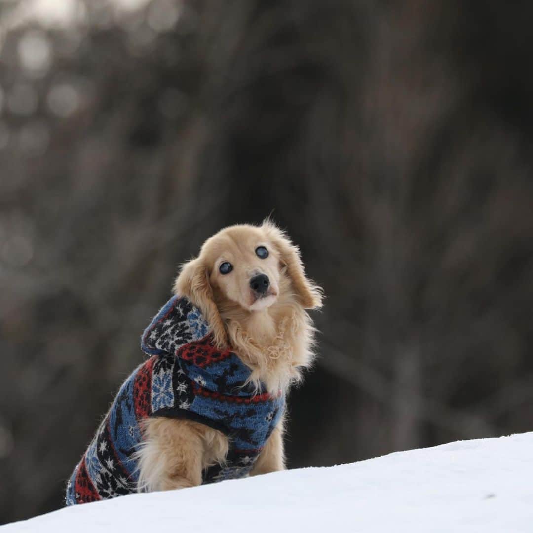 ハッチ＆ニコのインスタグラム：「ハッチもちょっとだけ雪遊び  #カメラ嫌い同好会 #pecoいぬ部 #犬の生活が第一 #癒しわんこ #dachshund #犬バカ部 #短足部 #ふわもこ部 #tokyocameraclub #東京カメラ部」
