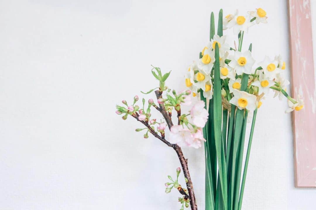 磯部映見さんのインスタグラム写真 - (磯部映見Instagram)「寒いけど、我が家に桜が咲きました。Sakura bloom🌸 #桜　#スイセン #春はすぐそこ」1月25日 17時48分 - aimee_isobe