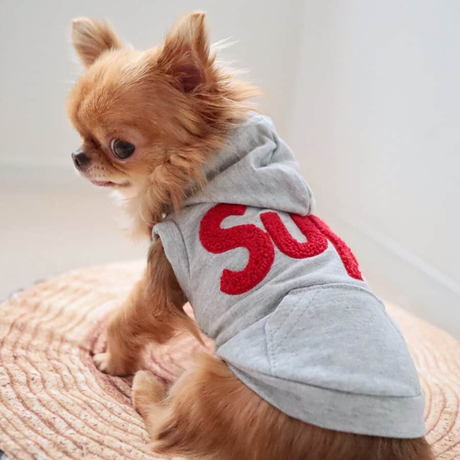 kayoのインスタグラム：「@urbandogtokyo さんの Supreme Logo ノースリーフーディー✨ * * グレーに赤字がめちゃ可愛い☺️❤️ * * お袖がないから着せやすくてGood😆👍 * * 1.9kgのくりおはSサイズが ピッタリサイズ✌️ * * kulio❤️ * * #urbandogtokyo #アーバンドッグトウキョウ * #chihuahua#chihuahualove#dogstgram#dog#instadog#チワワ#チワワ大好き * *」