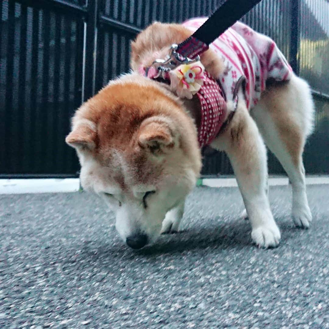 柴子さんのインスタグラム写真 - (柴子Instagram)「こんばんは。 今日は寒い一日、でも例年よりはマシかな。柴子(仮名)さん、しっかり歩いてたくさんご飯食べました(о´∀`о) #柴犬　#shibainu #shibastagram」1月25日 18時58分 - senogawadogs