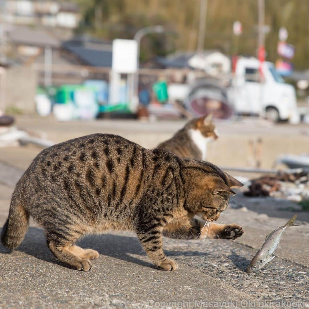 Masayukiさんのインスタグラム写真 - (MasayukiInstagram)「鮮度を確かめる。  #cat #ねこ」1月25日 19時27分 - okirakuoki