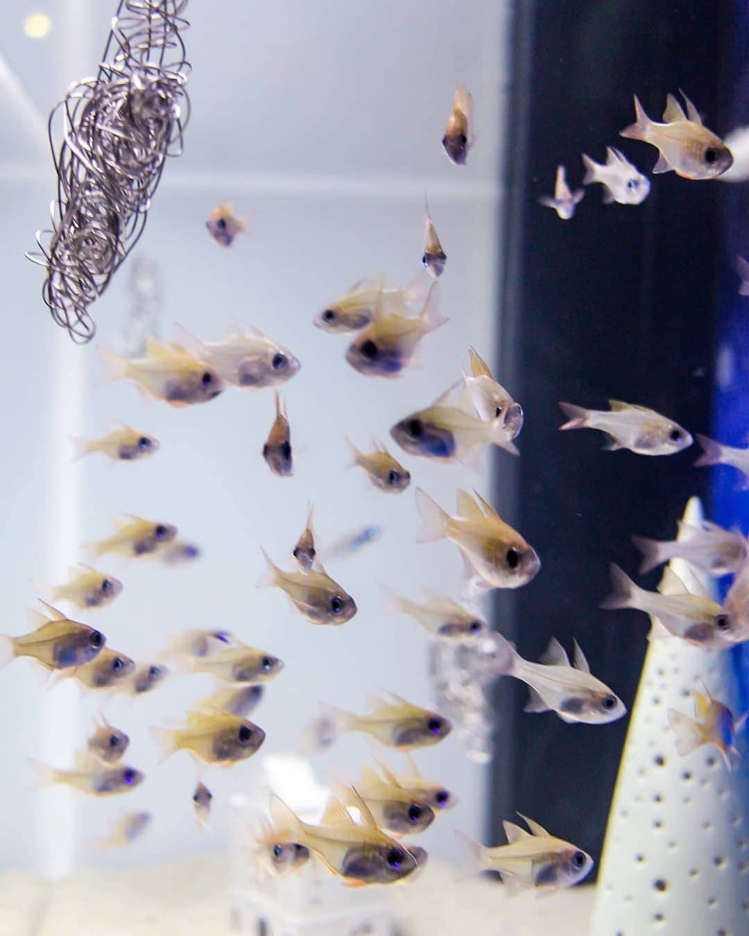 斧口智彦さんのインスタグラム写真 - (斧口智彦Instagram)「透けてるお魚。  #写真好きな人と繋がりたい  #水族館 #Aquarium #魚」1月25日 19時22分 - axecom