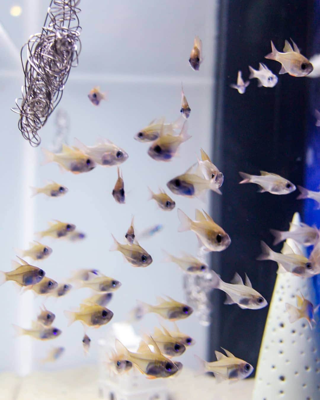斧口智彦のインスタグラム：「透けてるお魚。  #写真好きな人と繋がりたい  #水族館 #Aquarium #魚」