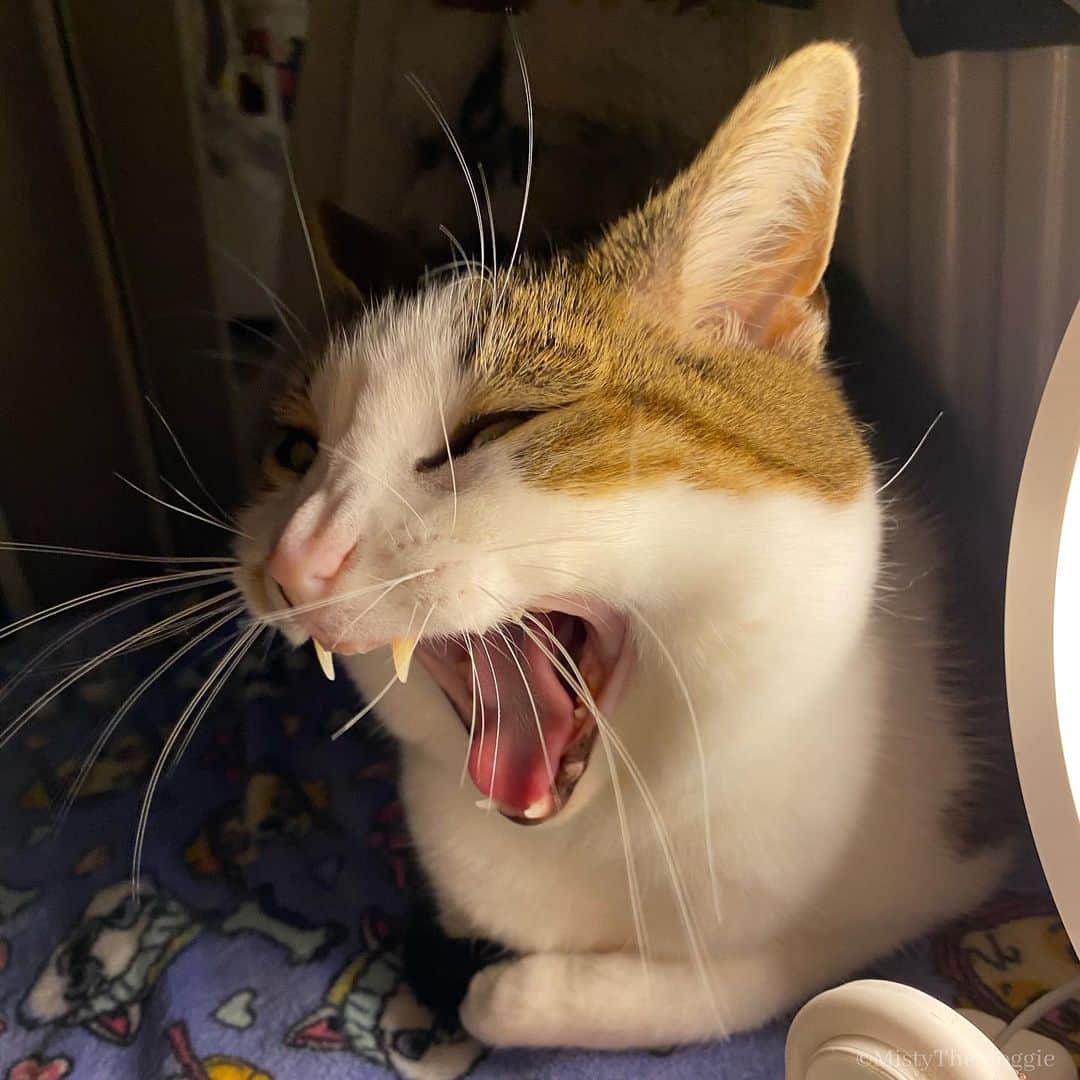 Misty The Moggieのインスタグラム：「Good morning scream- I mean... yawn 😼」