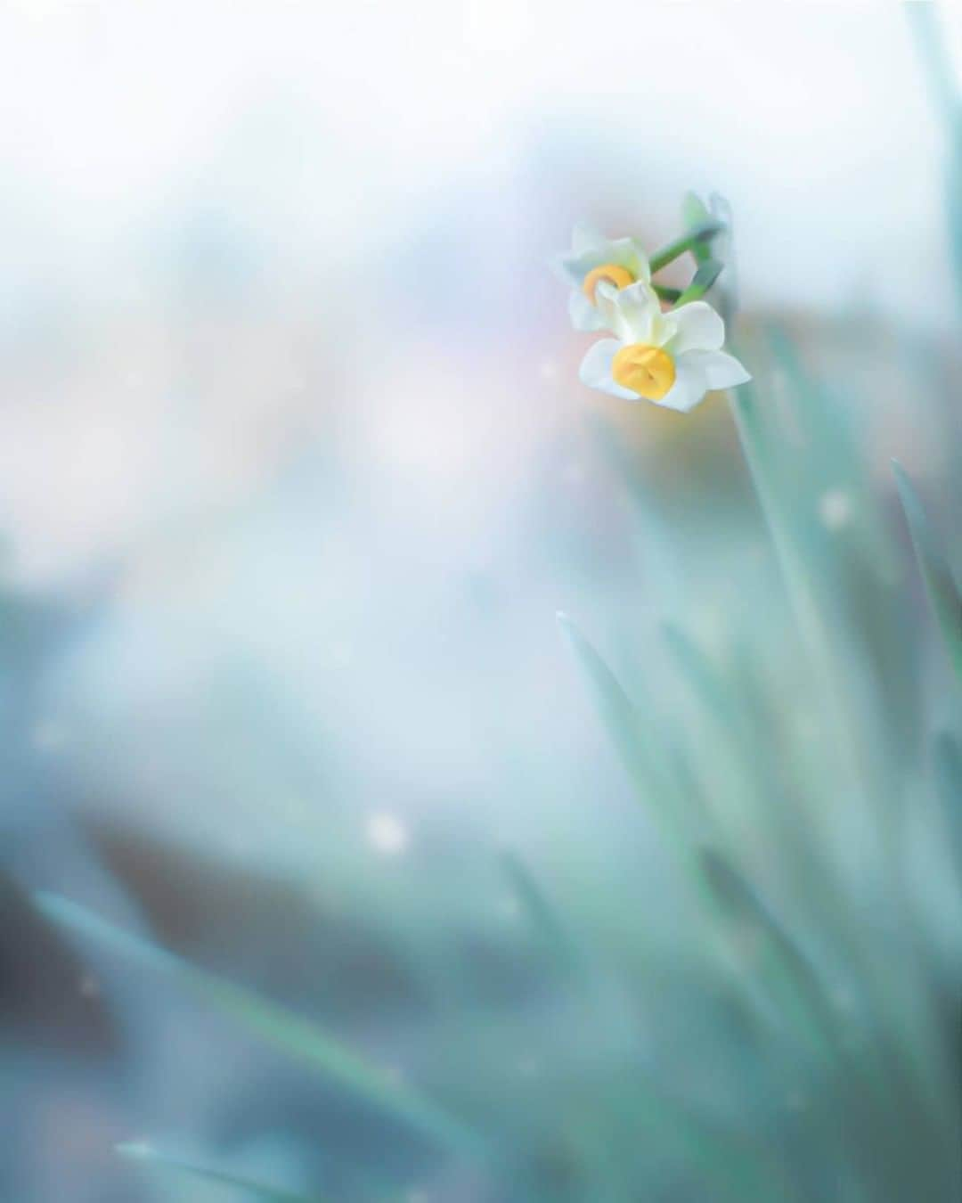 花の写真館さんのインスタグラム写真 - (花の写真館Instagram)「Photo by @ryo07230808.⠀ https://instagram.com/ryo07230808/⠀ .⠀ Original Post[投稿頂いたURL]⠀ https://www.instagram.com/p/B7DvYZdgZip/⠀ .⠀ 本アカウントは、 #私の花の写真 をつけてInstagramに投稿された皆さまの花の写真や、「花の写真館」Facebookページで投稿された花の写真を紹介します。⠀ 「花の写真館」Facebookページは、「 @floral.photograph 」のプロフィールにあるURLからご覧ください。⠀ .⠀ #花の写真館 #floralphotograph #floralphoto #flower #flowers⠀ Follow: @floral.photograph」1月25日 19時30分 - floral.photograph