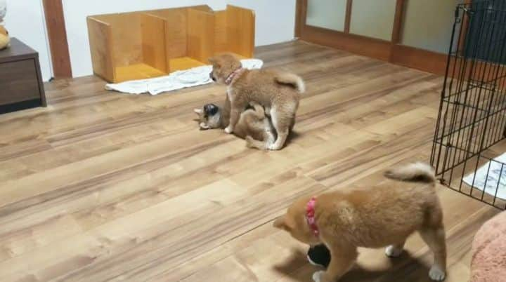 柴犬たま Shibainu Tamaのインスタグラム