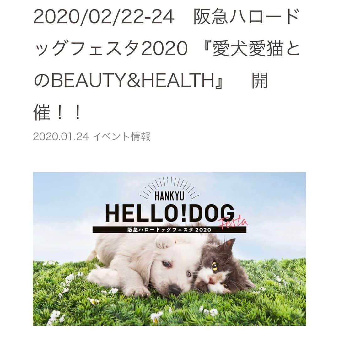 ベルさんのインスタグラム写真 - (ベルInstagram)「. 〜Performing at Kobe event〜 🌟イベントのお知らせにゃ🌟  2月22〜24日　阪急ハロードッグフェスタ2020 『愛犬愛猫とのBEAUTY&HEALTH』が開催❣️ . そこで2月22日にゃんにゃんの日に ベル＆すずちゃんがトークショーに出演しますにゃ😽🐱 もしかしたら リンちゃんも一緒ににゃ🐶  みんにゃに会いたいにゃ💗 お近くの方 お待ちしてますにゃ🎵 . 【出演日時】　2020年2月22日（土） .  13時～13時30分　/ 15時～15時半 . 【開催場所】　阪急ハロードッグ　ソリオ宝塚店 .  グランドフロア　メインプラザ . 【イベント】 https://hankyu-hellodog.com/oshirase_post/20200222-24hankyuhellodogfesta/ ※プロフィールからもとべるにゃ🎶  同じ事務所の @rosie.cherie.jaime ロージーちゃん シェリーちゃん ジェムちゃんも 出演するにゃよ〜💞 . 【出演日時】　2020年2月22日（土） .  11時～11時30分　/ 14時～14時半  @hankyuhellodog #阪急ハロードッグソリオ宝塚店  #ねこすたぐらむ #にゃんすたぐらむ #わんすたぐらむ #いぬすたぐらむ #cats_of_instagram #catsofinstagram #dogstagram #dogsofinstagram #club_of_cats #9gagcute #9gag  #ミルクティーファミリー #犬と猫のいる暮らし #ミヌエットのベルちゃん #スコティッシュフォールドのすずちゃん #ティーカッププードルのリンドール  NAME : Bell  ベル Breed : minuet  ミヌエット 🎂 : 2016.5.15  3歳 ・ NAME : Suzu すずちゃん Breed : Scottish fold スコティッシュフォールド 🎂 : 2018.3.21 1歳 . NAME : Lindor リンドール Breed : Teacup poodle ティーカッププードル 🎂 : 2019.7.18  6ヶ月」1月25日 20時28分 - ricorico_rico