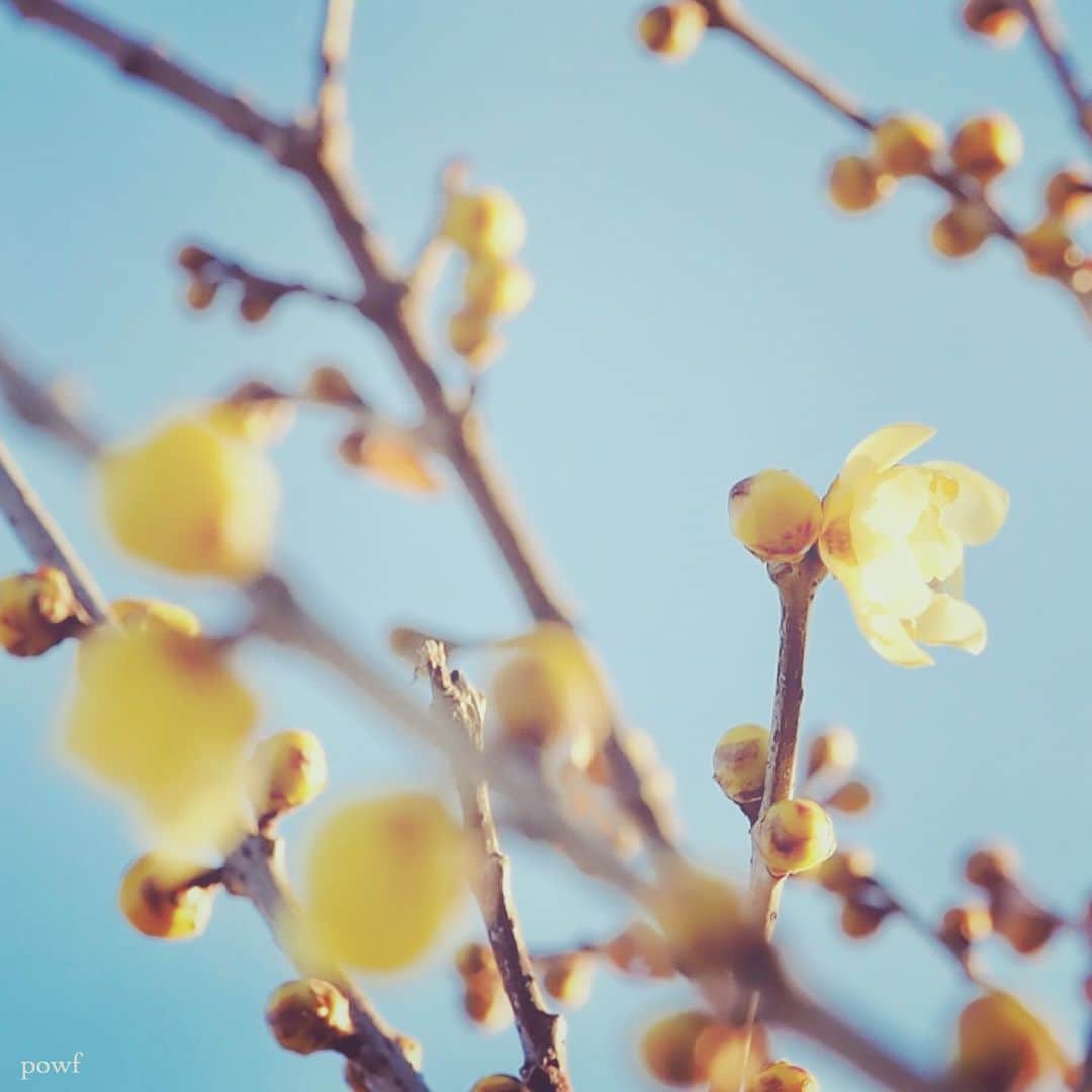 anemone_69のインスタグラム：「. #ロウバイ #蝋梅」