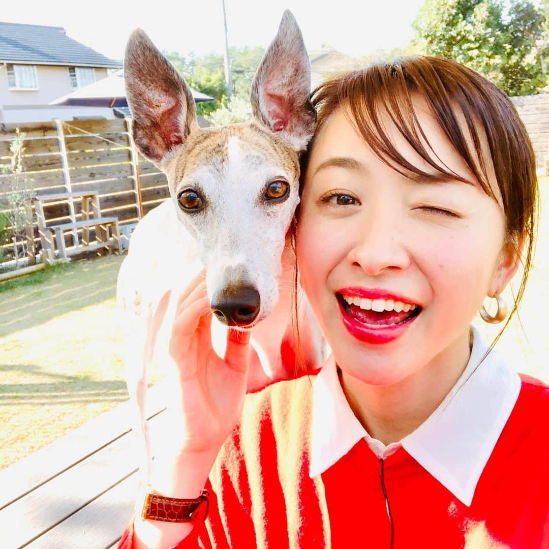 黛英里佳さんのインスタグラム写真 - (黛英里佳Instagram)「「住人十色」観てくださった皆さまありがとうございました😊﻿ ﻿ ﻿ 世界遺産に建つドッグガーデン併設のカフェ兼住居✨﻿ ﻿ ﻿ わんちゃんファーストで考えられたおうちは、実際にわんちゃんにとってもすーーっごく居心地が良さそうでした💕﻿ ﻿ ﻿ そして70歳を過ぎてから新たなことにチャレンジされたおかあさま、格好良くて美しくて惚れ惚れしてしまいました☺️✨﻿ ﻿ ﻿ ちゃきっとしたとっても優しい娘さんとも良いコンビ💕﻿ ﻿ ﻿ わんちゃん大好きな私にとっては本当に楽しいロケで😍﻿ ﻿ ﻿ 合間を見つけてはわんちゃんたちと遊んでもらっていました💕﻿ ﻿ ﻿ 最後の方は膝の上で寝てくれたり😭﻿ ﻿ ﻿ か、かわゆす😭💕💕💕﻿ ﻿ ﻿ ﻿ ﻿ こんな母と娘とわんちゃんの毎日、楽しいだろうなぁ🤗﻿ ﻿ ﻿ ﻿ #住人十色#毎日放送﻿ ﻿ ﻿ ﻿ ﻿」1月25日 20時32分 - erikamayuzumi_official