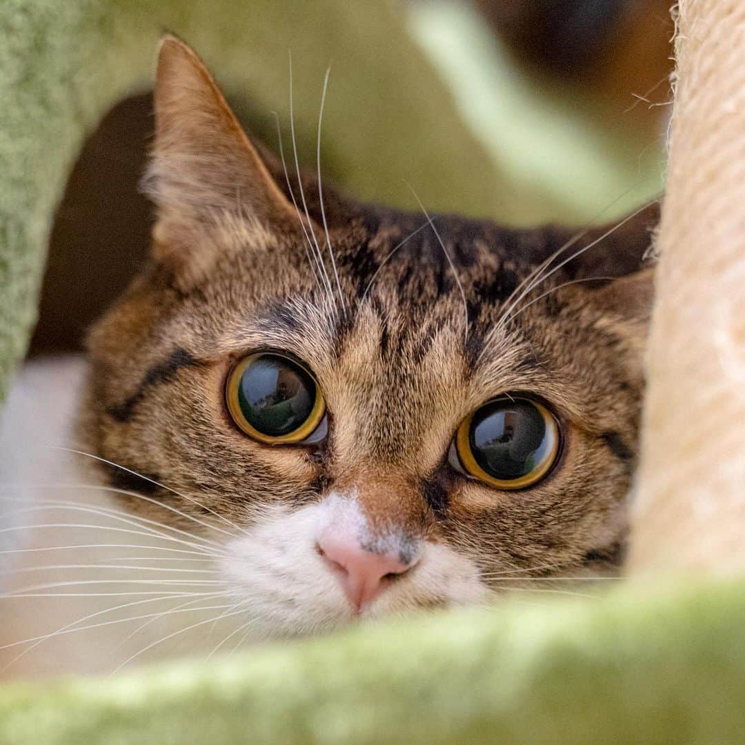 マアルのインスタグラム：「ぽんずさん #🐈 #北海道 #旭川 #ペットシッター」