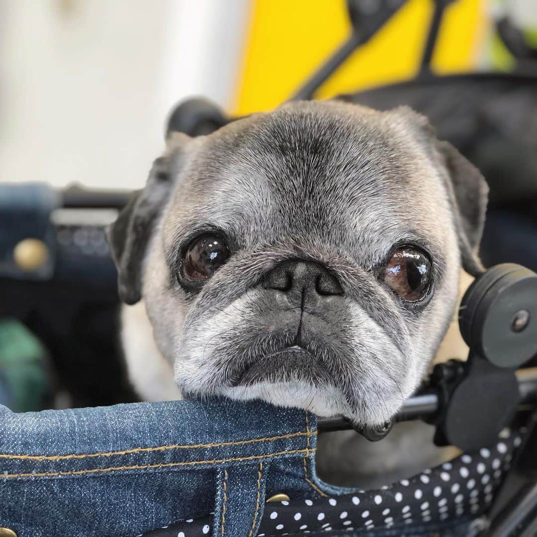 八兵衛のインスタグラム：「at vet🏥 * * 「へ？ 泣いてなんかないやい🥴」 * * * 昨日 トーキョーの病院で 先生と話してる間 ずっとギャウギャウ 言ってたべえさん。 * * 検査で半日預かりで 置いていかれると 思って騒いでみたひとw * * 薬もらって 一緒に帰るよと 伝えると この顔😂 * * * #そもそも #朝ごはんしっかり食べたじゃないですか #検査の日は絶食でしょ #嘘泣き #得意w👴🏻 #ほぼ黒パグ #おじいちゃん犬 #pug #puggy #puglife #puglove #petstagram #pugstagram #pugsofinstagram #pugs #dog #ふわもこ部  @igersjp #IGersJP #east_dog_japan #pecoイヌ部 #八兵衛 #はちべえ #朝ワンコ夕ニャンコ」