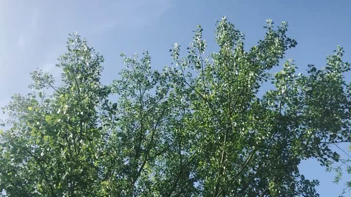 Nicole Mejiaのインスタグラム：「After months of working towards this day, we finally get to revel in the cause: To empower, inspire, connect, and impact.  Our impact of choice: @onetreeplanted 🌳  With growing population and demands on the Earth, the balance of oxygen giving foliage to carbon dioxide producing animals is a delicate one. We’ve all seen what the forest fires have done over the past few years. It’s tragic, and the loss of greenery, wildlife, and increased production of CO2 from the burning is something I believe we should all take a personal interest in. Coupled with the industry destruction of forests, I think it’s safe to say that we’re playing with fire... Our goal may be meager considering the damage, but at this point, every tree counts.  With your help, we will plant 5,000 trees in Australia. 🌳  If even a fraction of you guys donate $1, we can exceed this goal. Whatever we lack, I am personally committed to donating.  Together we can make a difference.  So please, share, donate on anempoweredyou.com, and let’s give something back to this planet. 🌏🐨 #onetreeplanted #reforestation #giveback」