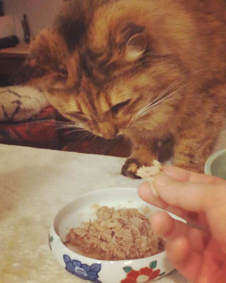 岡田屋鉄蔵のインスタグラム：「小分けにして口元運ばないと上手く食べられないおちょぼさん。」
