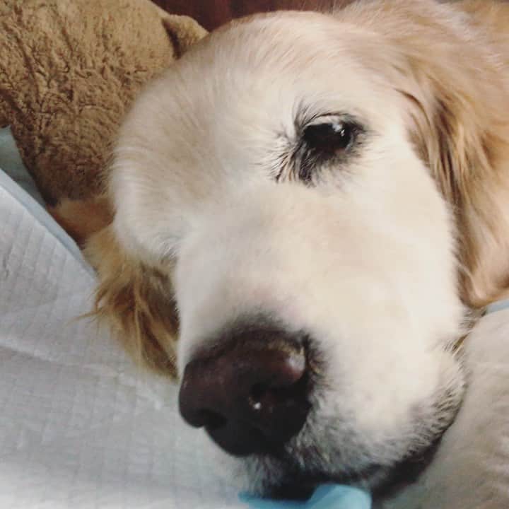 のインスタグラム：「小康状態まで戻りました。 食道の平滑筋腫の自壊が落ち着いてきたのかな？ 同時に群発したテンカンもこの24時間は起きていません。 母さん手作りプリンも食べて、その後は吐いていないね😊 本当に頑張り屋さん。」