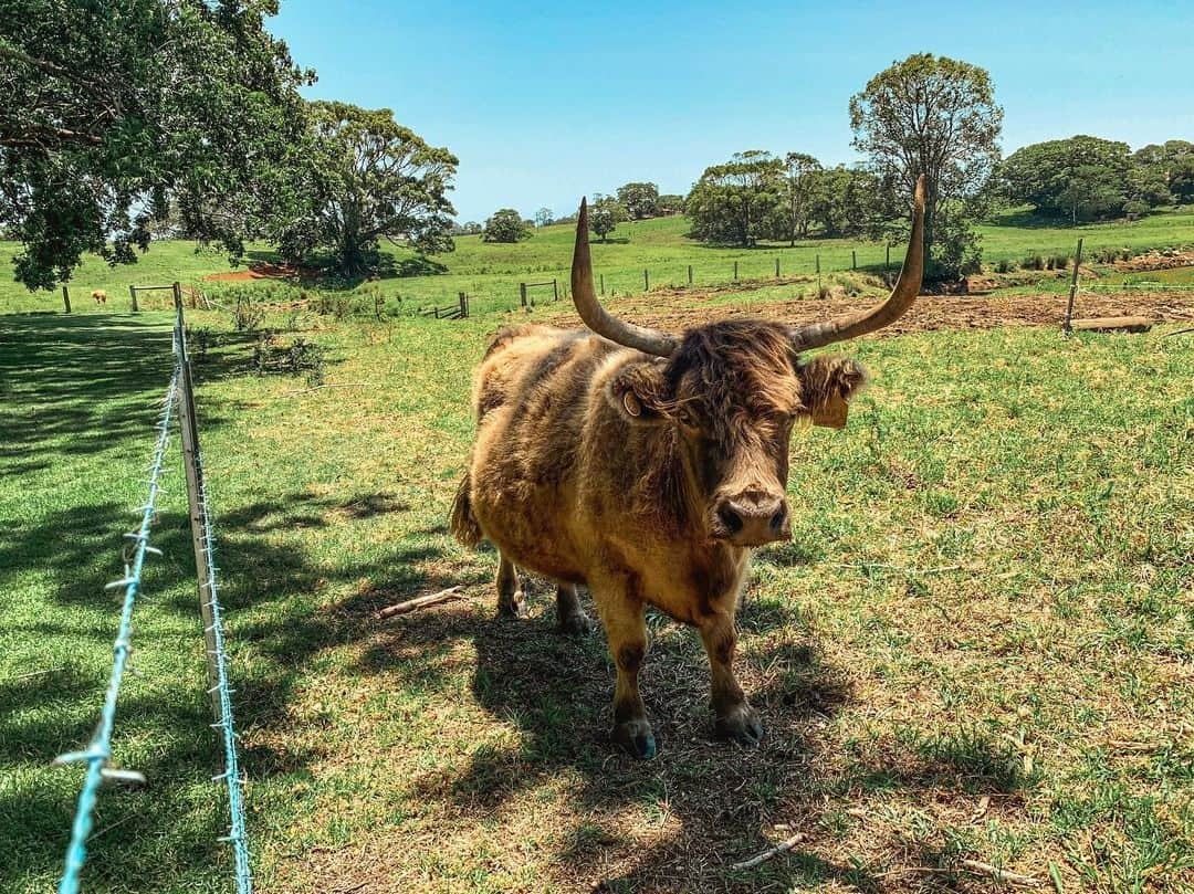 松林裕香さんのインスタグラム写真 - (松林裕香Instagram)「The farm🐮 めちゃくちゃ広くてのんびり。 暑くて、豚さんがずっと水浴びしてる姿が可愛かった💘 . #thefarmatbyronbay #バイロンベイ#BYRONBAY#オーストラリア#たびすたぐらむ#旅好きな人と繋がりたい#旅好き女子#写真好きな人と繋がりたい#カメラ好きな人と繋がりたい#写真好きな人と繋がりたい#カメラ女子#yukajourneyy」1月25日 22時46分 - yukapiano_