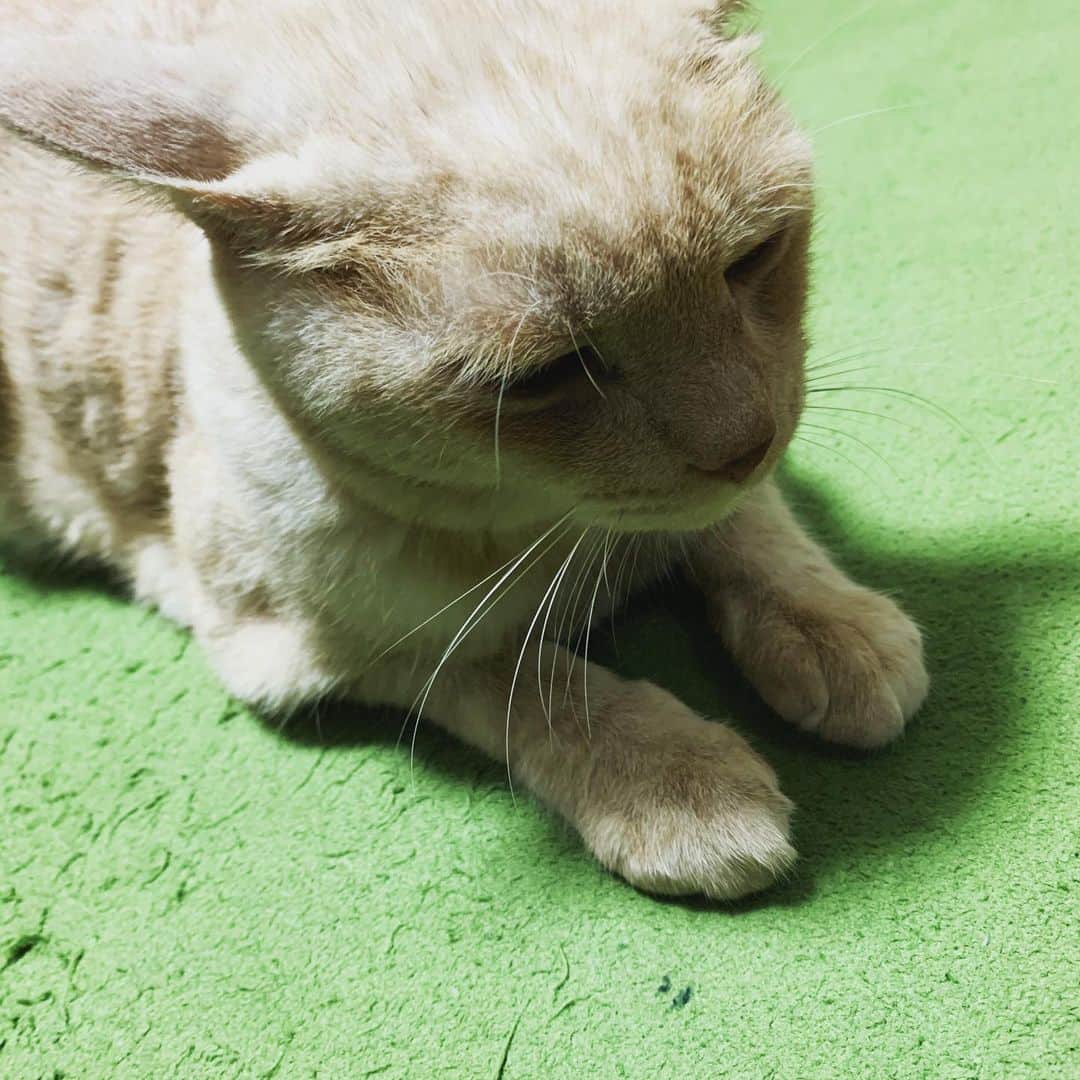 のインスタグラム：「ねむチロ。  #tirol_neko #猫 #cat」