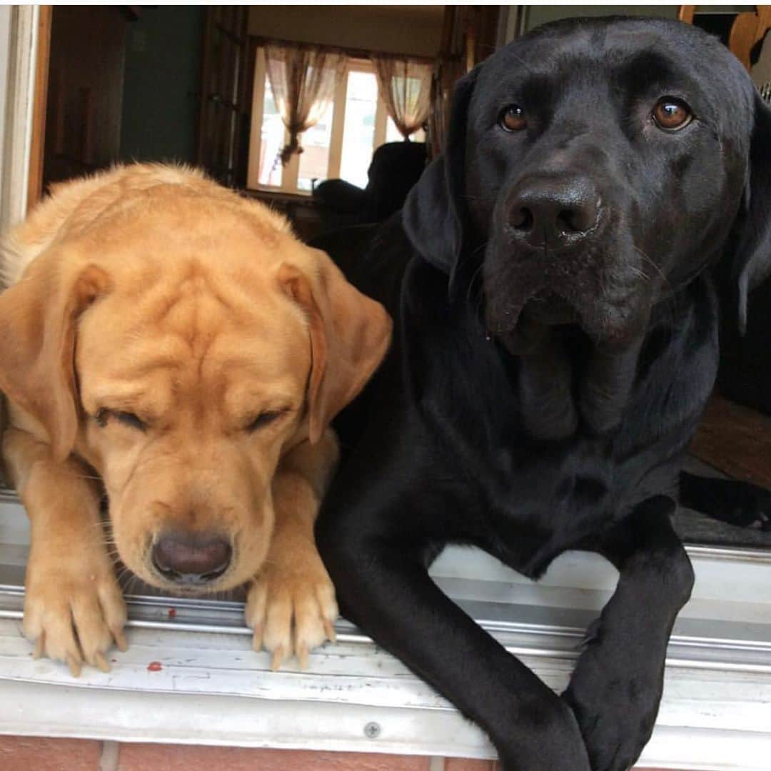 Jake And Gingerさんのインスタグラム写真 - (Jake And GingerInstagram)「Heart paws for my LOVE ❤️ #labsofinstagram #lab #labsofinstagram #dogsofinstagram #doglovers #valentines #foryou #foryoupage #labradorretriever」1月25日 23時09分 - jake_n_ginger