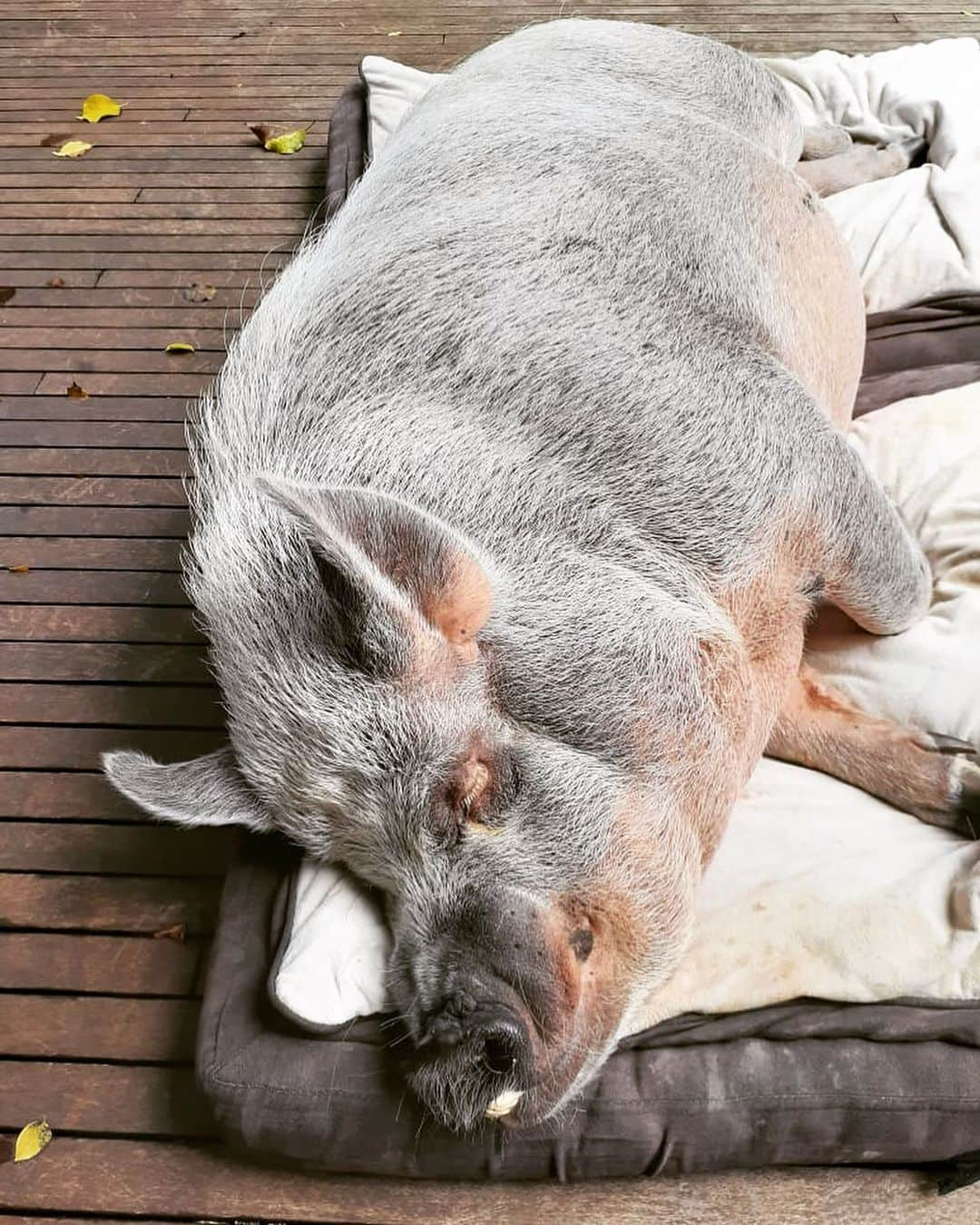 Jamonさんのインスタグラム写真 - (JamonInstagram)「Thanks god mom is traveling! Now we can sleep all day long  #vacationfrommom #meandmybros」1月25日 23時13分 - jamonthepig