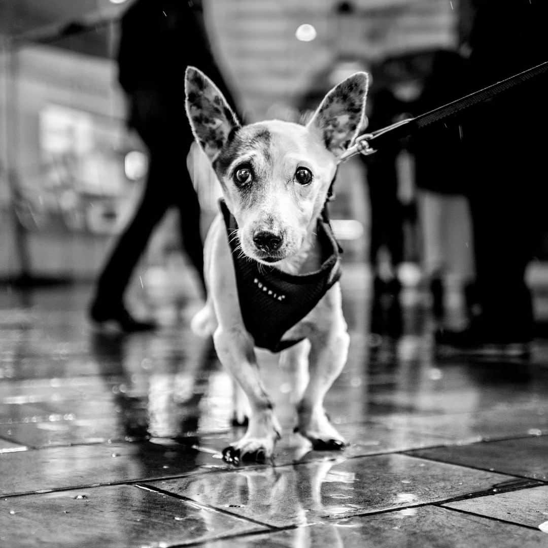 のインスタグラム：「Equipped with the new #LeicaM10Monochrom @alan_schaller, an icon of contemporary #blackandwhitephotography, wandered grey and rainy London, shedding light on the liberating quality he finds in limitations. To set limitations in gear, locations, subject or aesthetics can benefit an artist greatly and help develop a distinctive style. Both Alan and the new M10 Monochrom with its high-resolution sensor represent an uncompromising commitment to classic black-and-white photography. Follow the link in bio to learn more.  #Leica #LeicaCamera #📷🔴 #LeicaM #streetphotography」