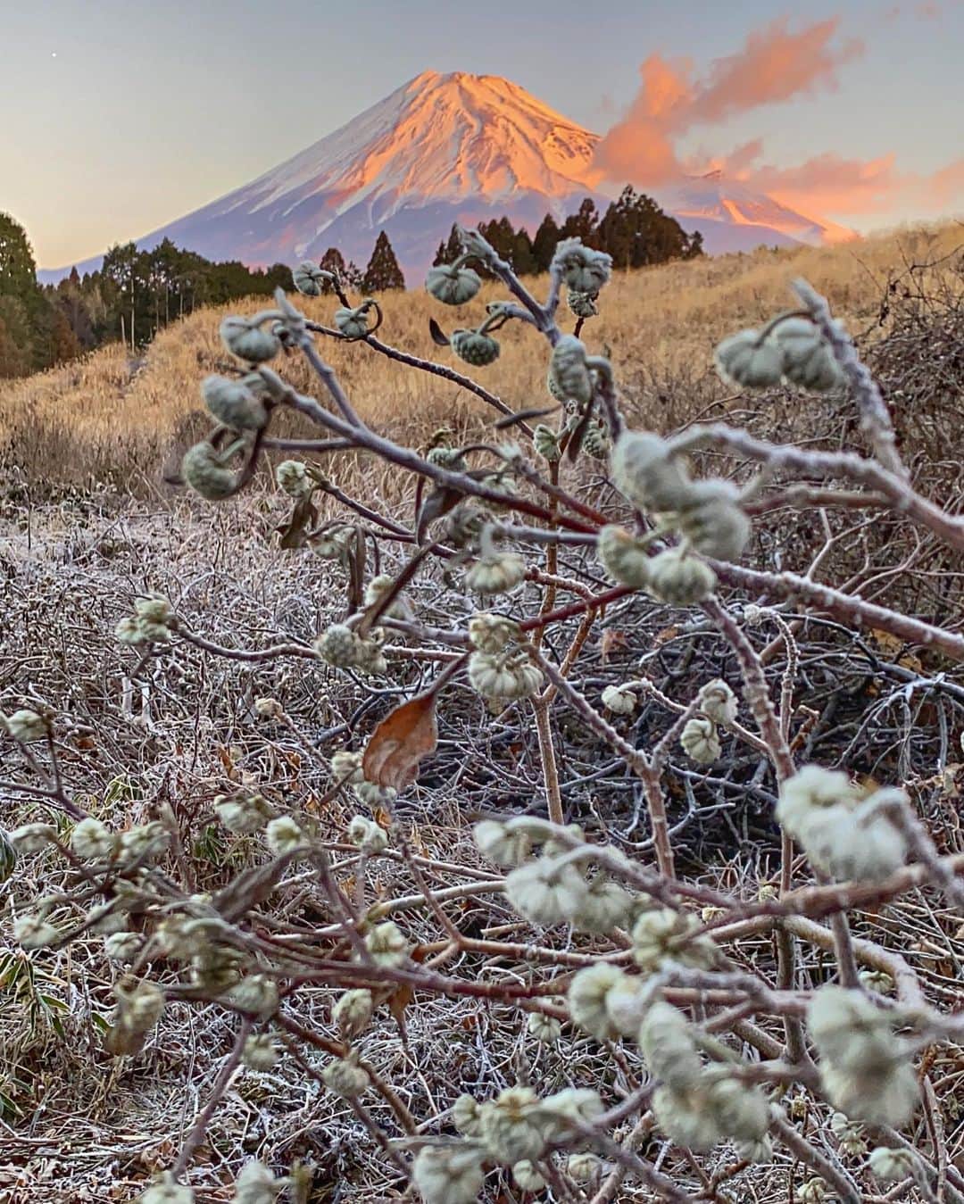 phantastic420のインスタグラム：「. 🤩🤩“Shizuoka” prefecture in Japan is a place where you can see the most “phantastic” Mt. Fuji🗻 in the world.🤩 #富士山 #mtfuji #japan #shizuoka #fujinomiya  #phantastic420photography #mostphantasticmtfuji #selamatpagi  #goodmorning  #おはようございます 😇😇😇😇😇😇😇🗻😇😇😇😇 残念ながら訳あってこれが撮れるのは今年限りです… @shizuoka_kankou #しずおかみっけ #しずおか元気旅 😍 #gooutcampエンジョイ #goj2020参加 @goout_camp 🤩😍👍GOOUTJUMBOREE行きたいよ〜🤣」