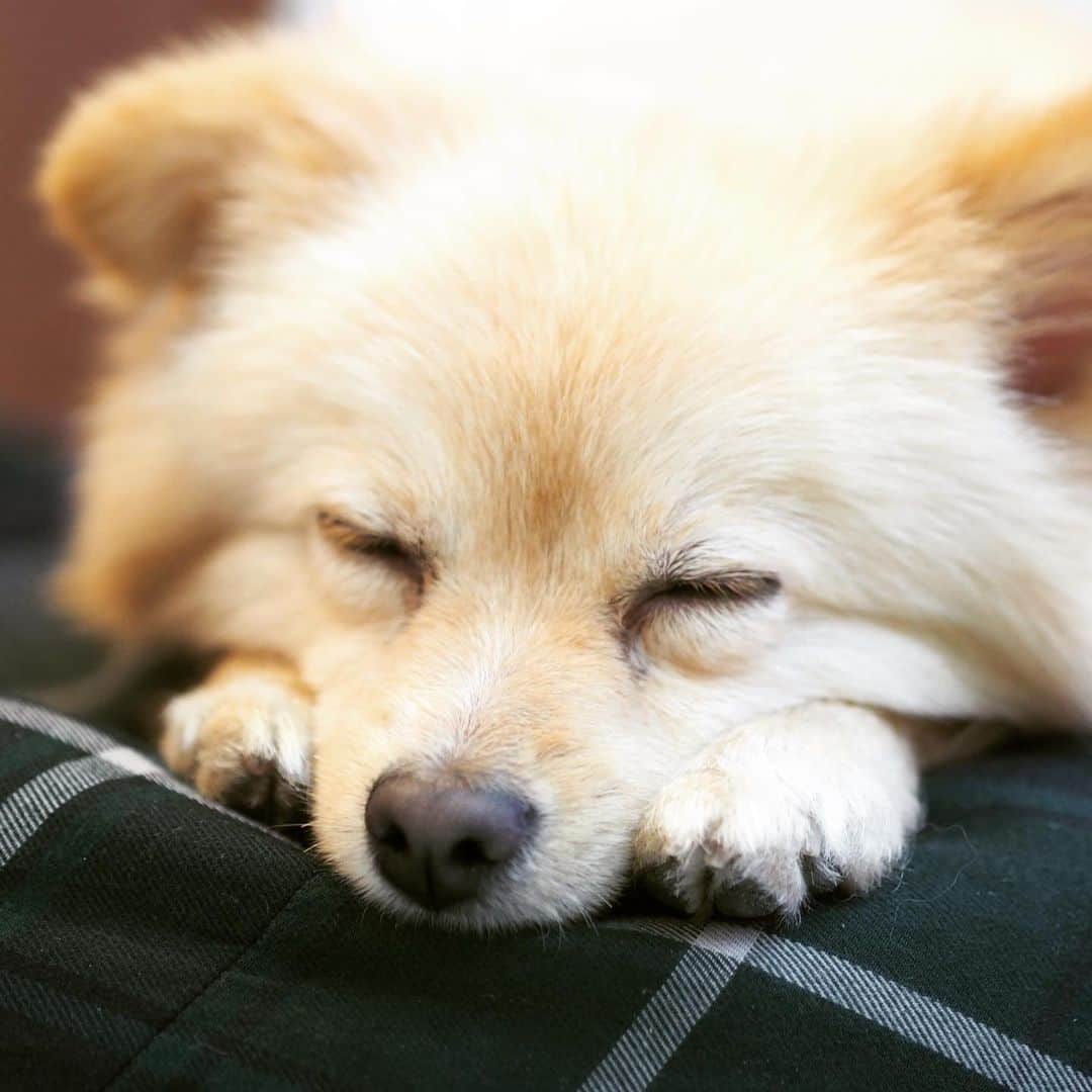 水野良樹さんのインスタグラム写真 - (水野良樹Instagram)「自分の足が枕になる彼。」1月26日 9時29分 - mizunoyoshiki_teke