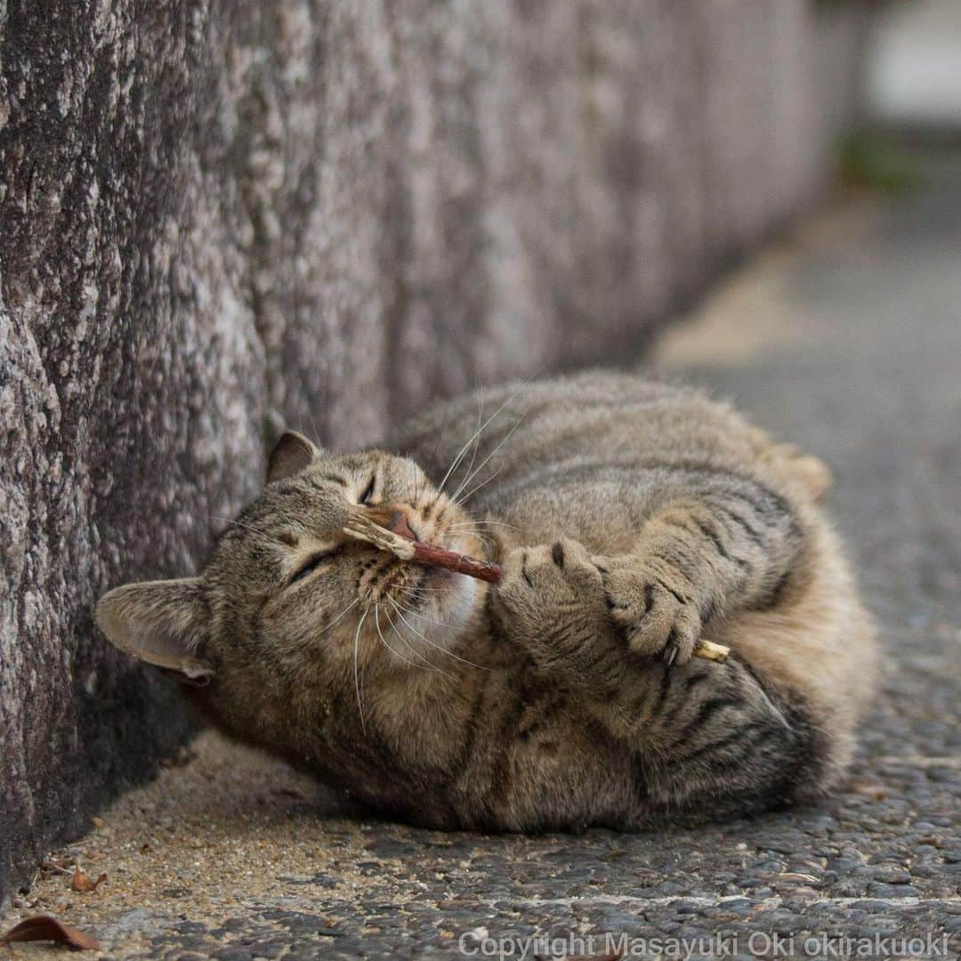 Masayukiさんのインスタグラム写真 - (MasayukiInstagram)「グッドスメル。  おはようございます。 Good morning from Tokyo Japan ☂️ #cat #ねこ #本日も写真展開催中」1月26日 9時30分 - okirakuoki