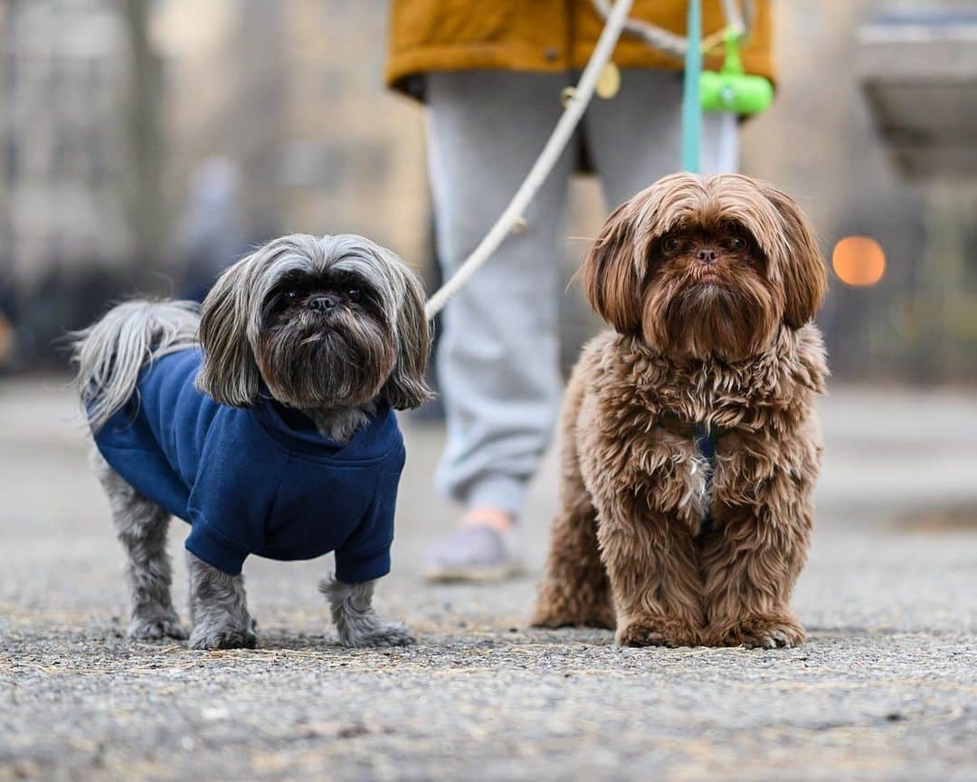 The Dogistさんのインスタグラム写真 - (The DogistInstagram)「Socks & Boots, Shih Tzus (10 m/o & 4y/o), Tompkins Square Park, New York, NY • “Socks loves balls and Boots tippy-toes to stay clean.”」1月26日 9時55分 - thedogist