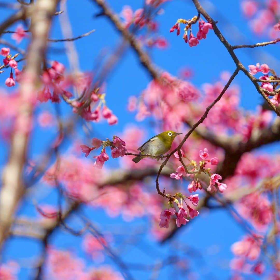 littleportelyさんのインスタグラム写真 - (littleportelyInstagram)「メジロ祭り。 昨日泳いだあと海水ベタベタのまま八重岳🌸🌸に行ってきたよ。 快晴で気温も26度以上あったと思う。 汗びちょになりながらメジロ撮って来ました。 桜とメジロのコンビネーションは可愛い😍 でもすばしっこいから撮るの大変！ Mejiro (white-eye) birds are so lovely but they are so fast to photograph. Sakura is fully bloomed at Mt. Yae. . #桜 #メジロ .  #沖縄#沖縄暮らし#沖縄生活#沖縄好きな人と繋がりたい#沖縄ライフ#沖縄移住#sakura#cherryblossom#okinawa#okinawalife#okinawajapan#okilife#shotoniphone#retrip#retrip_nippon#genic_mag#genic_okinawa#タビジョ#花好きな人と繋がりたい#flowers#flowerstyles_gf#flowerporn#flowerstagram#igers#igtravel#okinawaholic#igers_jp#lovers_nippon」1月26日 10時35分 - no_ocean_no_life
