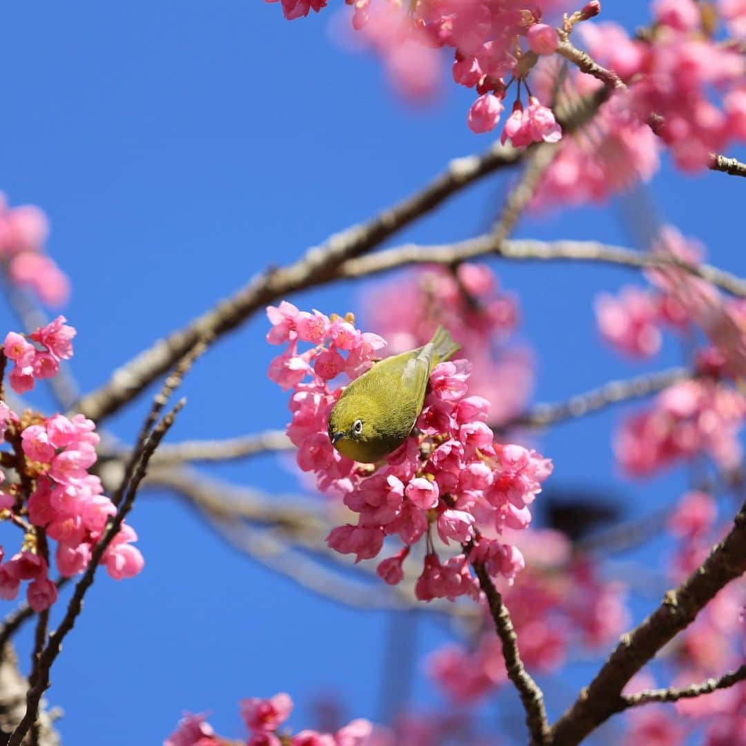 littleportelyさんのインスタグラム写真 - (littleportelyInstagram)「メジロ祭り。 昨日泳いだあと海水ベタベタのまま八重岳🌸🌸に行ってきたよ。 快晴で気温も26度以上あったと思う。 汗びちょになりながらメジロ撮って来ました。 桜とメジロのコンビネーションは可愛い😍 でもすばしっこいから撮るの大変！ Mejiro (white-eye) birds are so lovely but they are so fast to photograph. Sakura is fully bloomed at Mt. Yae. . #桜 #メジロ .  #沖縄#沖縄暮らし#沖縄生活#沖縄好きな人と繋がりたい#沖縄ライフ#沖縄移住#sakura#cherryblossom#okinawa#okinawalife#okinawajapan#okilife#shotoniphone#retrip#retrip_nippon#genic_mag#genic_okinawa#タビジョ#花好きな人と繋がりたい#flowers#flowerstyles_gf#flowerporn#flowerstagram#igers#igtravel#okinawaholic#igers_jp#lovers_nippon」1月26日 10時35分 - no_ocean_no_life