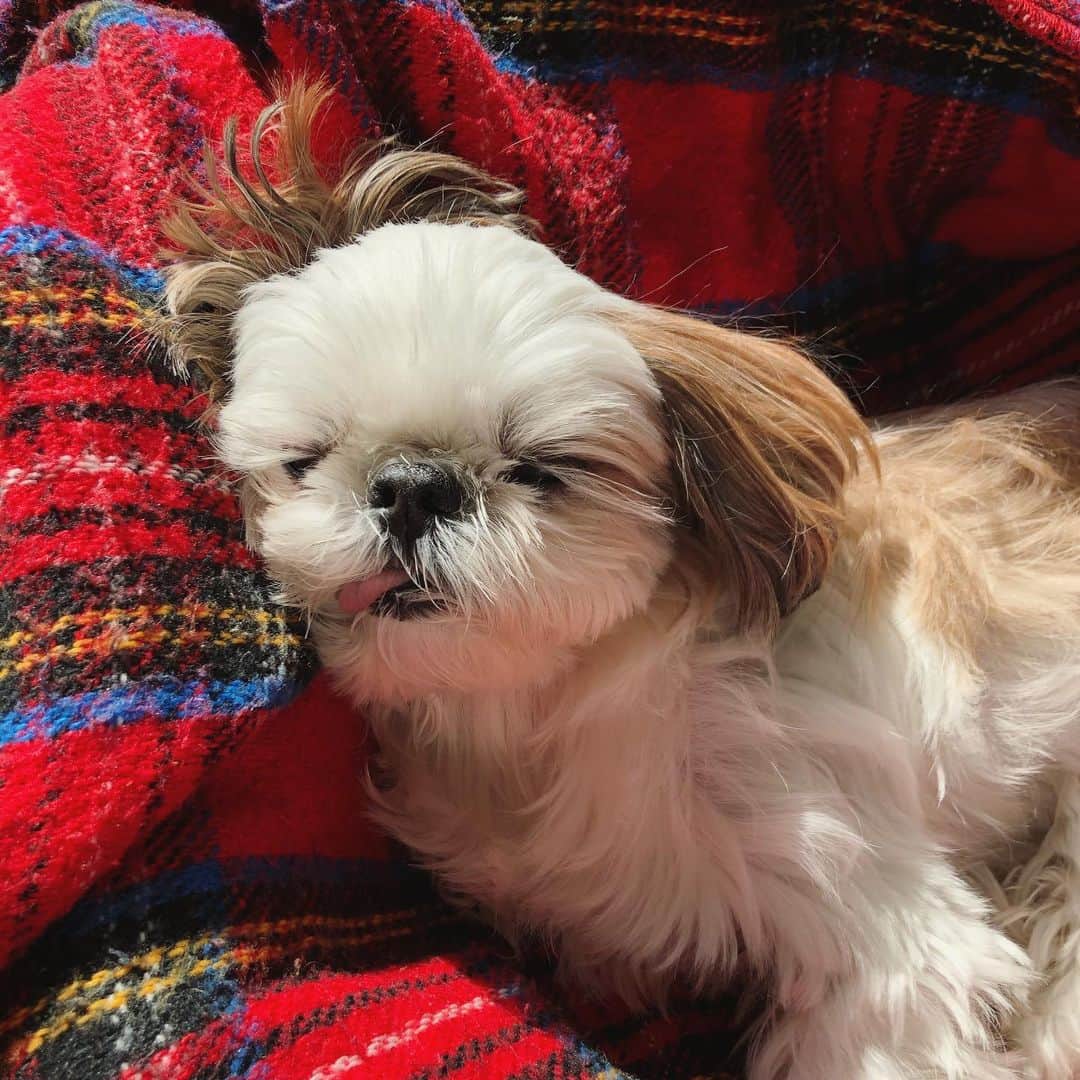 いりこのインスタグラム：「晴れ間を見逃さず日向ぼっこ。  太陽光察知能力高すぎ。 曇ってる時は床暖の上で伸びてます。」