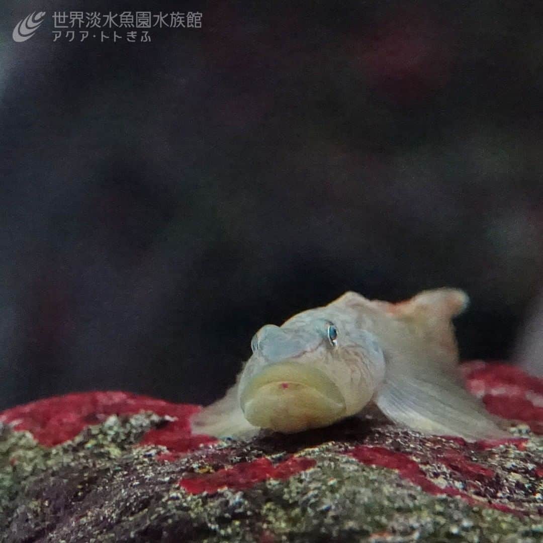 世界淡水魚園水族館 アクア・トト ぎふのインスタグラム：「水槽の底をじーっと見ていると、生き物たちの姿がいっぱい！ 泳ぎ回る魚だけではなく、ちょっと目線を移動させると楽しい世界がありますよ！  #アクアトト#アクアトト岐阜#アクアトトぎふ#水族館#aquarium#シマヨシノボリ#Rhinogobiusnagoyae」