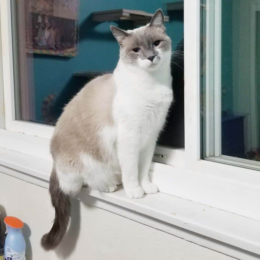 Garyさんのインスタグラム写真 - (GaryInstagram)「I believe I've mentioned before that Margo doesn't get on things, but the last two weeks she's been jumping on the table, the dressers, the windowsill, and this morning the kitchen counter. I'm wondering if I should be concerned about this behavior. The only thing I can think of is that it started approximately right after her last dose of Revolution (which she's had before at least every few months) #margoed」1月26日 2時05分 - omgdeedee