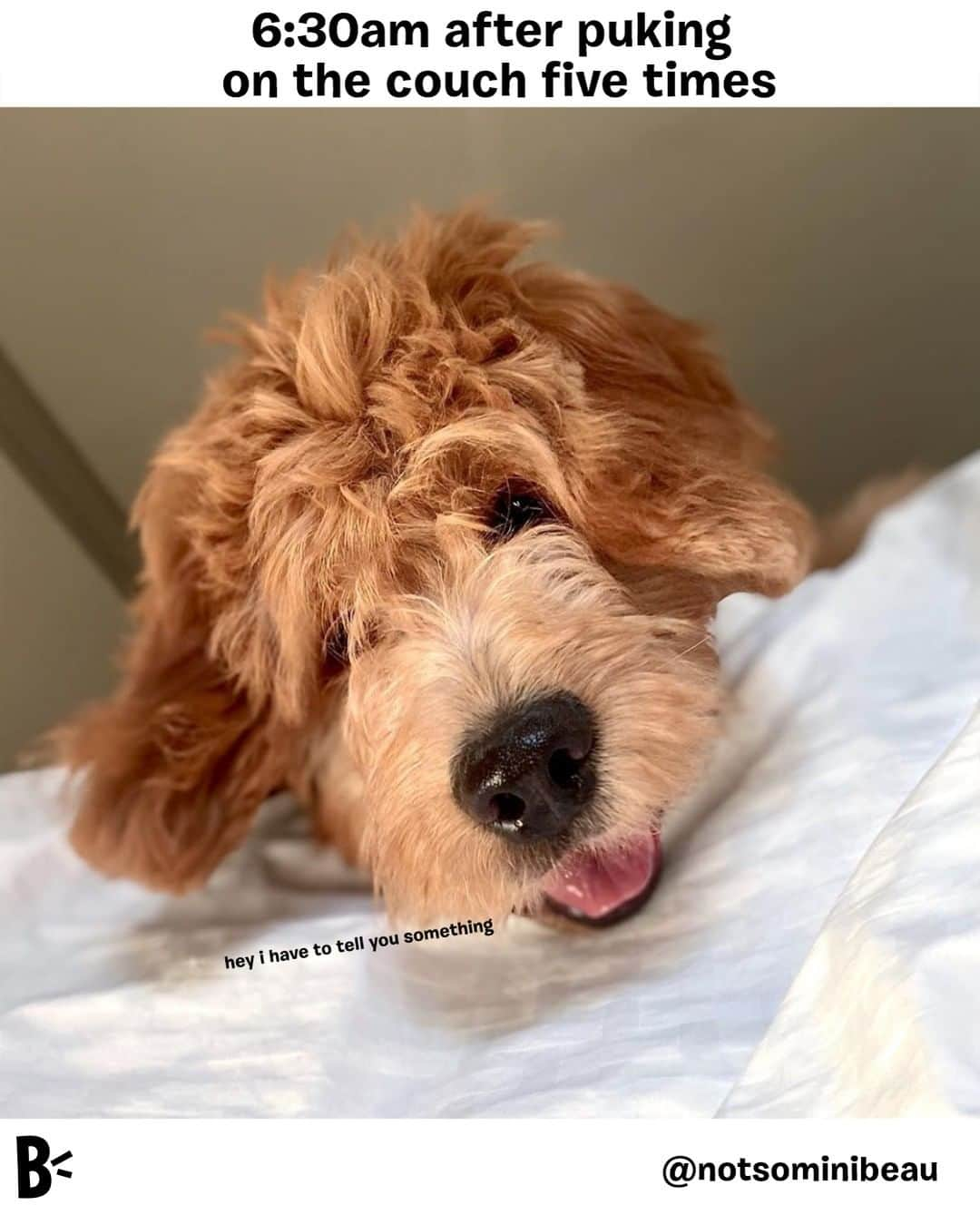 BarkBoxさんのインスタグラム写真 - (BarkBoxInstagram)「delivered with a face lick⁠ ⁠ @notsominibeau」1月26日 2時30分 - barkbox