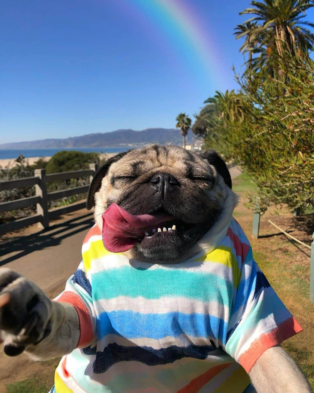 itsdougthepugさんのインスタグラム写真 - (itsdougthepugInstagram)「“‪Seeing u smile makes me smile‬” -Doug」1月26日 2時30分 - itsdougthepug